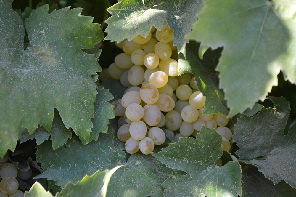 Budding Artists Second Place