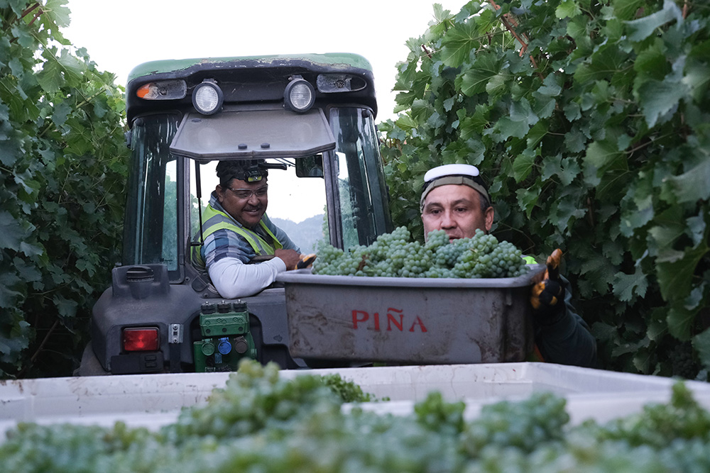 Piña Vineyard Management, Napa County Farm Bureau members 