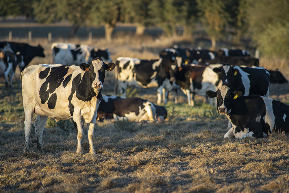 Cows in a field
