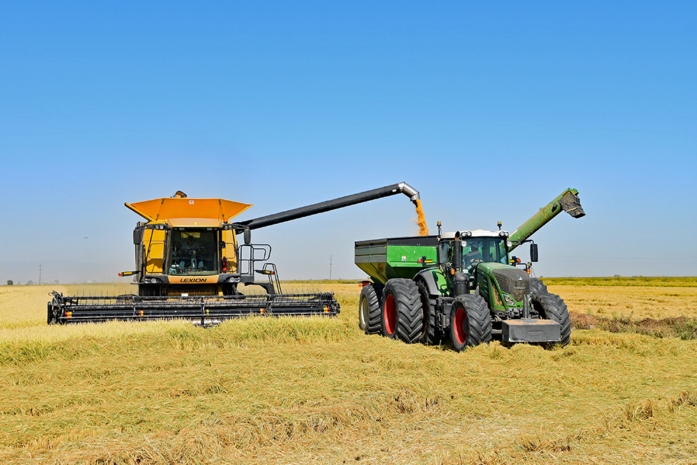 A combine cuts a field of early-maturing rice near Williams last September. Fields harvested before the October rains fared better in yield and quality.