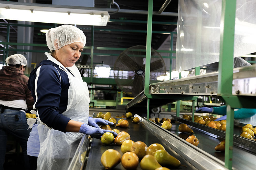  Justina Ramos Aguilar sorts Bosc pears at Stillwater Orchards’ packinghouse in Courtland in 2024. During harvest, Stillwater Orchards employs up to 180 people to sort and pack its pears, and additional workers to pick the fruit. 
