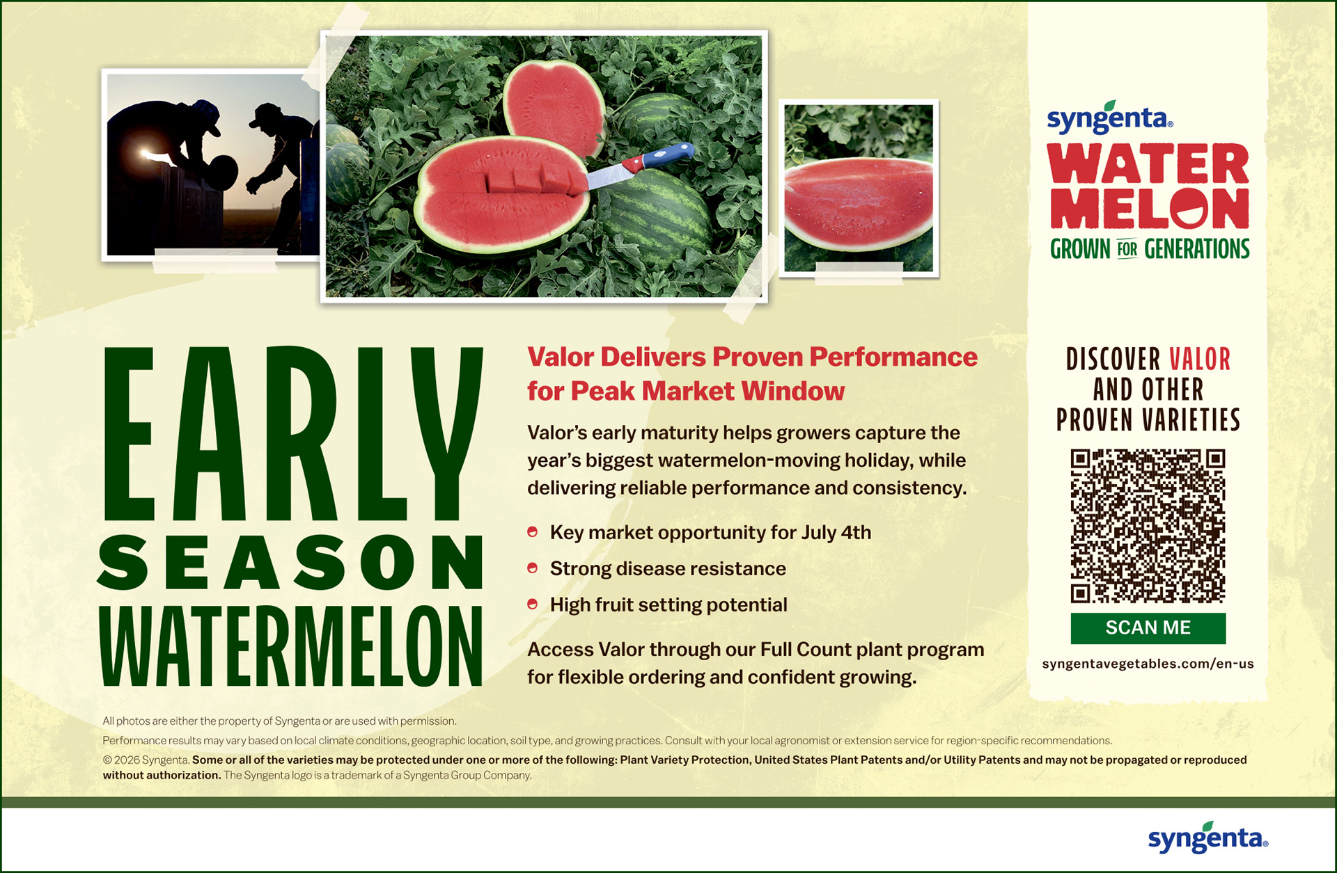 Syngenta Watermelons