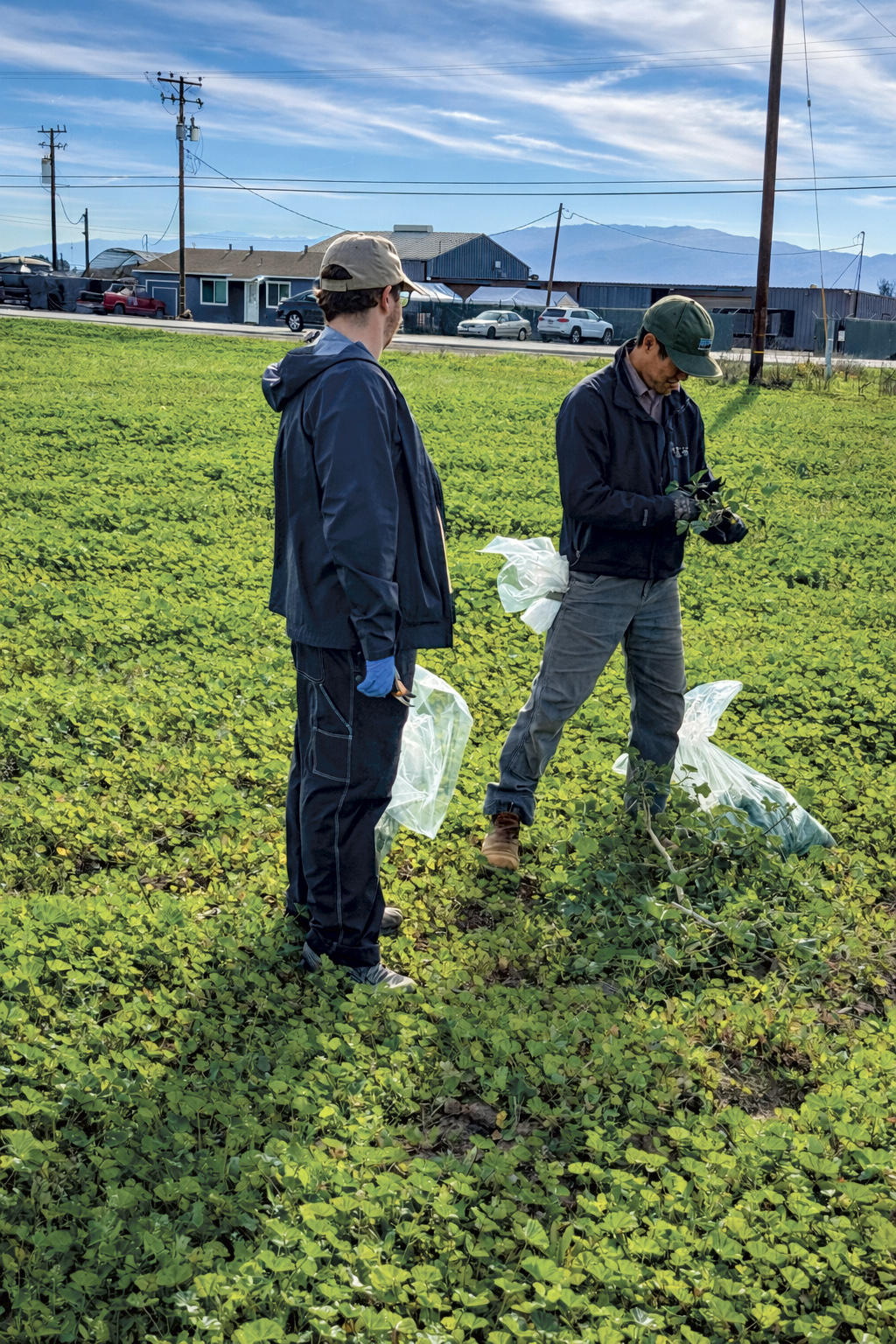 University of California Cooperative Extension entomology adviser Dylan Beal, left, and U.S. Department of Agriculture research entomologist Daniel Hasegawa take samples of weeds in a vacant field in December to test for impatiens necrotic spot virus. Photo/Richard Smith