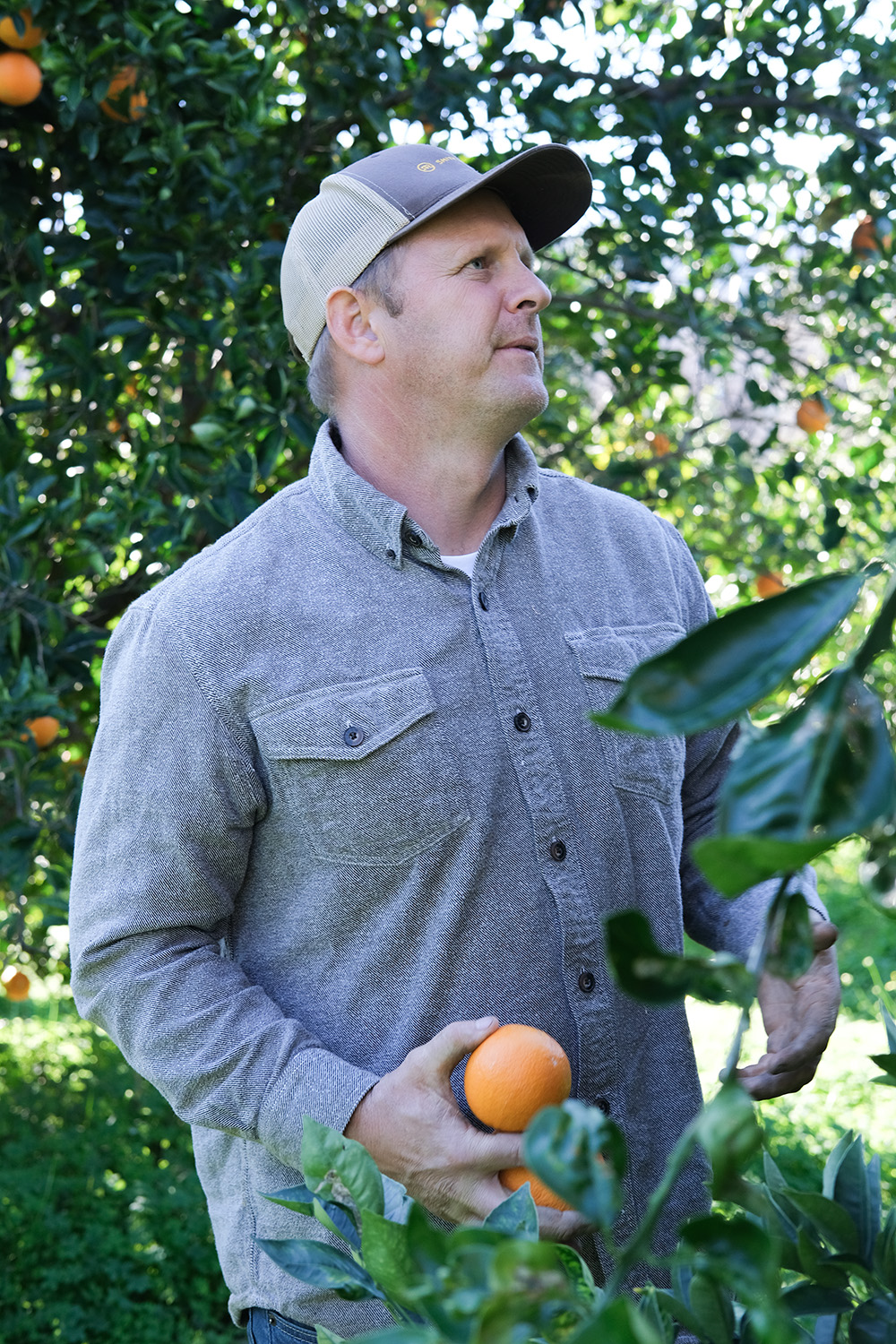 Full Belly Farm co-owner Amon Muller picks a few of the farm’s navel oranges this month in Yolo County. 
