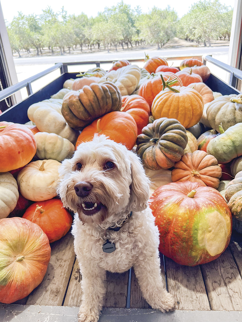 Corduroy, labradoodle photo by Sam Terpstra