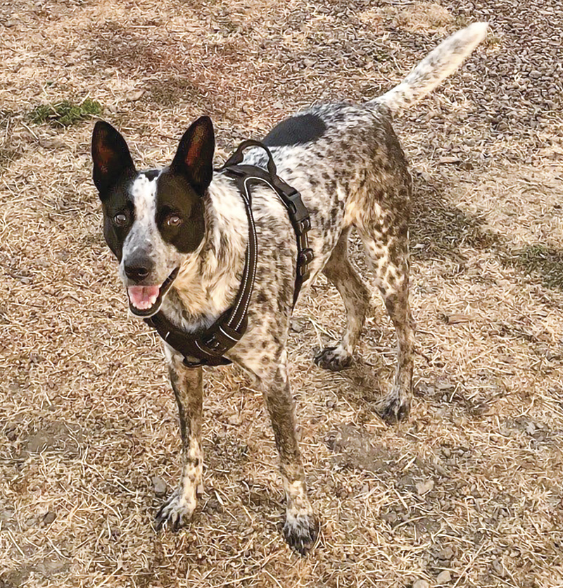 Sheila, Australian cattle dog