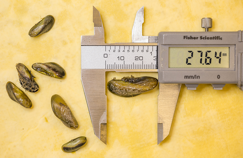 Measuring golden mussels