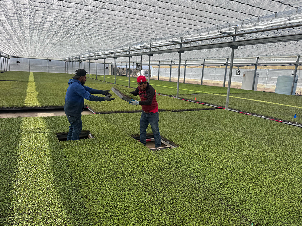 Nursery workers rotate trays of processing tomato transplants at Westside Transplant’s Huron greenhouse in Fresno County. Westside has expanded its operations to meet rising demand. 