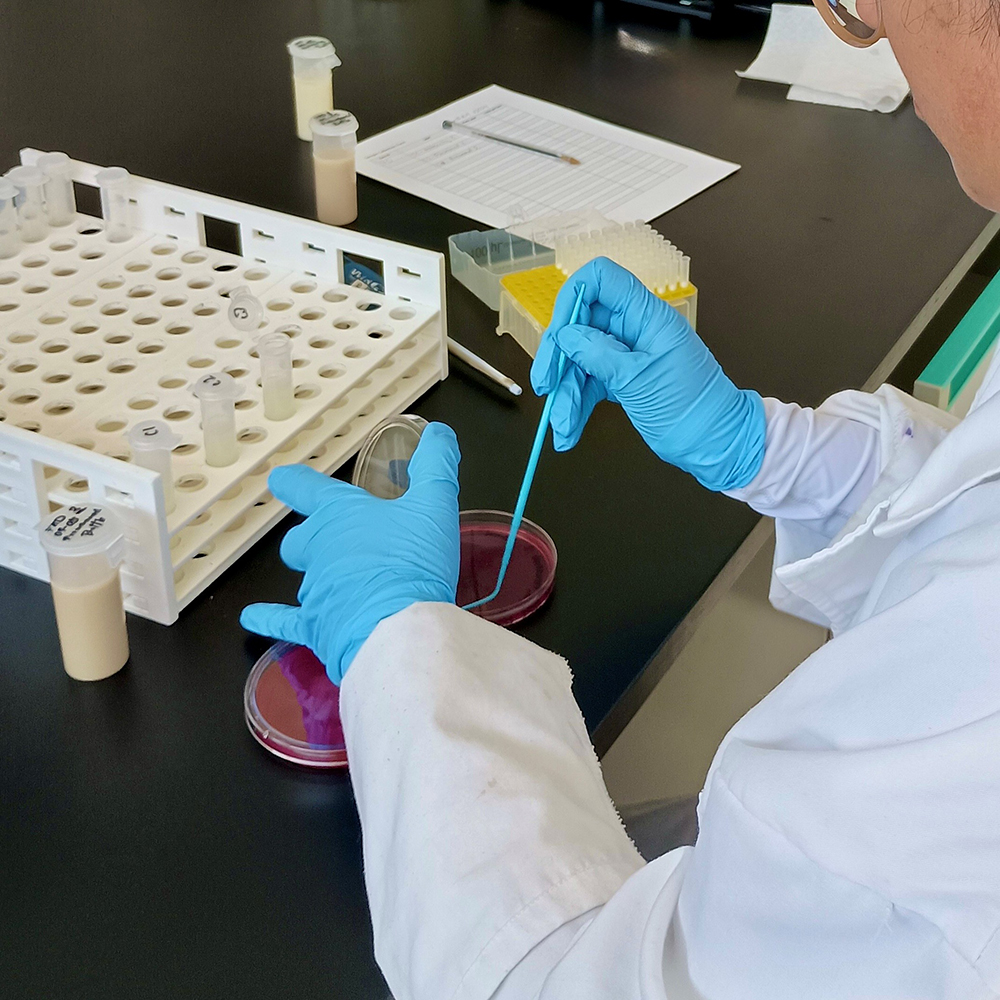 A laboratory tests milk samples from dairies to determine the bacteria causing mastitis. This allows dairy farmers to treat their cows more precisely, reducing unnecessary antibiotic use.
