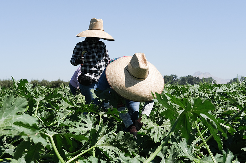 Una cuadrilla de trabajadores contratados trabaja en un campo de calabazas del condado de Colusa en 2023.