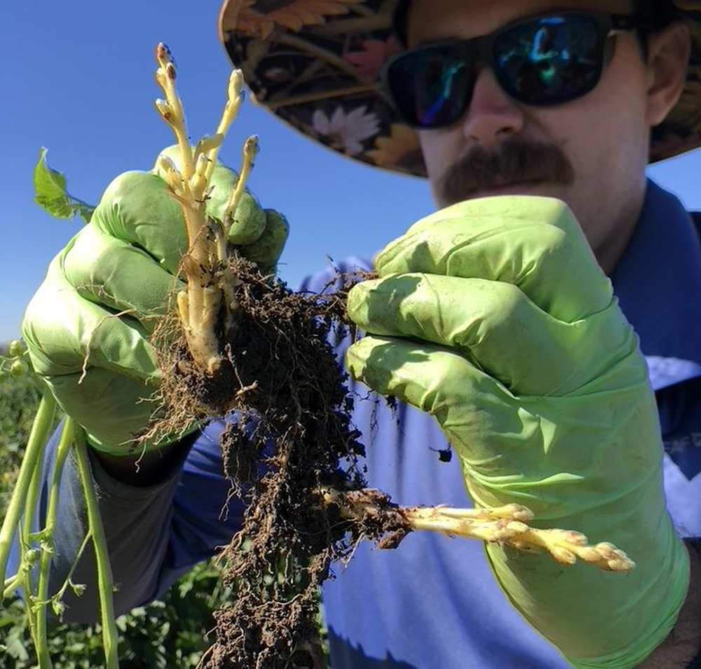 University of California doctoral candidate Matt Fatino examines a broomrape plant in an infested Yolo County processing tomato field.
