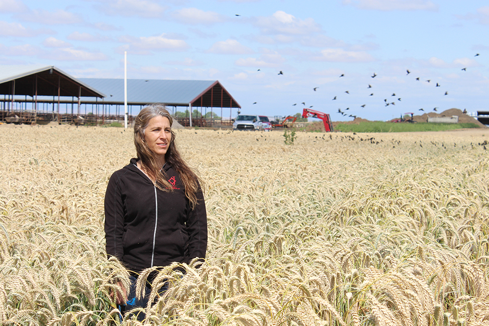 In this 2019 photo, Merced County dairy farmer Luciana Jonkman stands in a wheat field where tricolored blackbirds are nesting. The protected birds have used her fields as habitat in recent years.