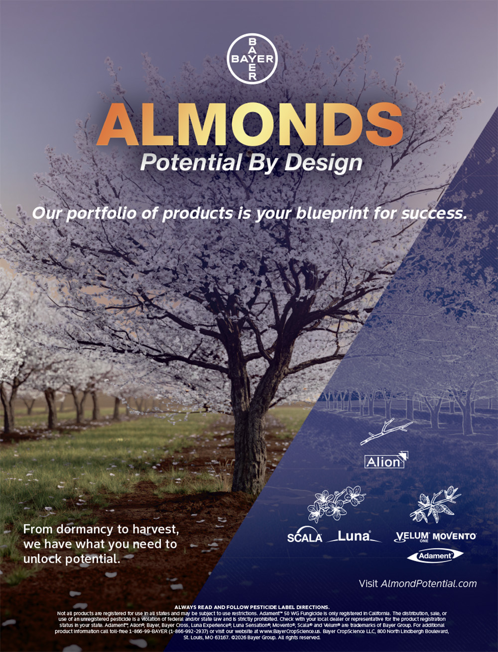almondpotential.com