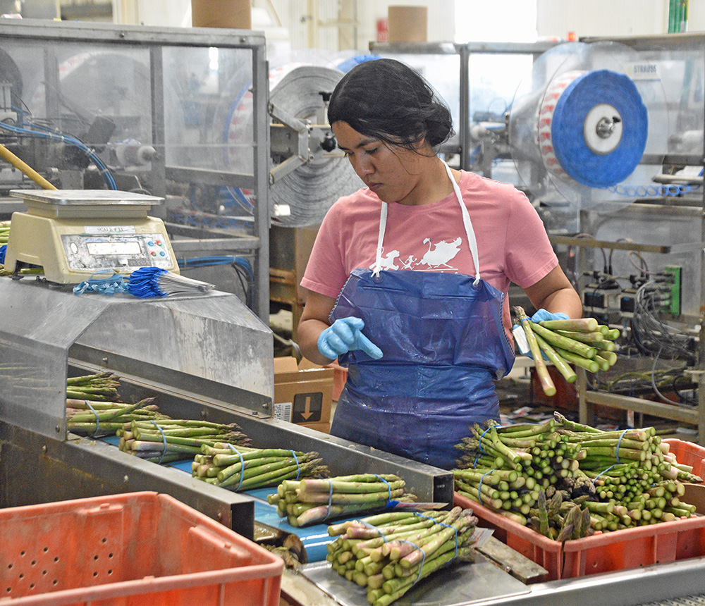 Asparagus spears are checked for bunch quality and uniformity at R&N Packing near Firebaugh. Outside of an optical grader that sorts and records spear diameter, most of the work is done by hand. With its heavy reliance on hand labor in the field and the packinghouse, California asparagus production has been further diminished by the state’s minimum wage and agricultural overtime laws.  
