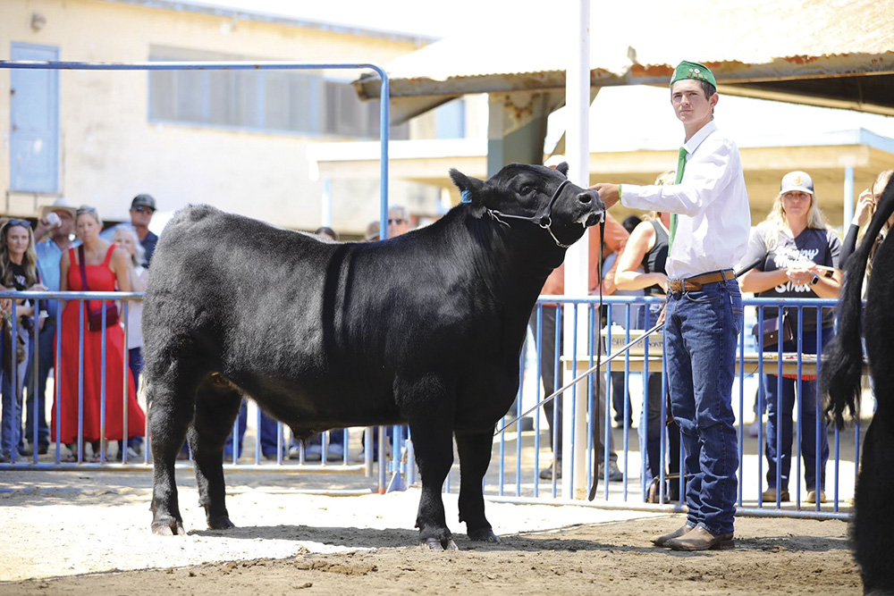 Grady Pope, above left, a member of El Camino 4-H in Arroyo Grande, and Keira and Ella Wildhagen, top, members of Righetti FFA in Santa Maria, are among 934 youths who have sought support from the 37 District Buyer’s Coalition. Above are thank-you cards and letters from youths whose animals were purchased by the coalition.