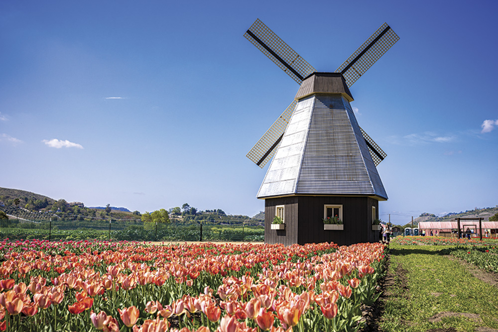 Underwood Family Farms, Moorpark  and Somis