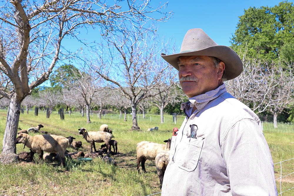 Darrell Suenram, who raises sheep and grows walnuts and hay in Lake County, says he sees mountain lions “fairly regularly” captured on game cameras on his family’s ranch in Lower Lake.