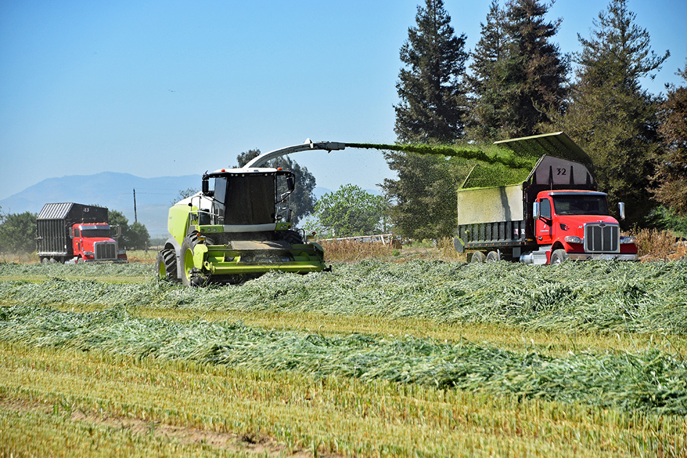 Small grains such as wheat, barley and triticale are prime candidates for water-limited regions because they take advantage of winter rainfall and require minimal additional irrigation.