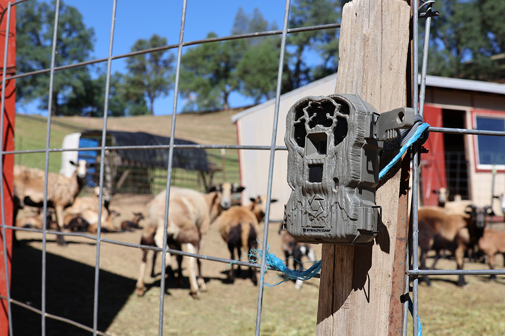Lake County rancher Betty Carrola uses a Great Pyrenees as a guardian dog. She also employs other tactics on her ranch, including cameras, inset, motion-activated alarms, lights and tall wire fencing.  
