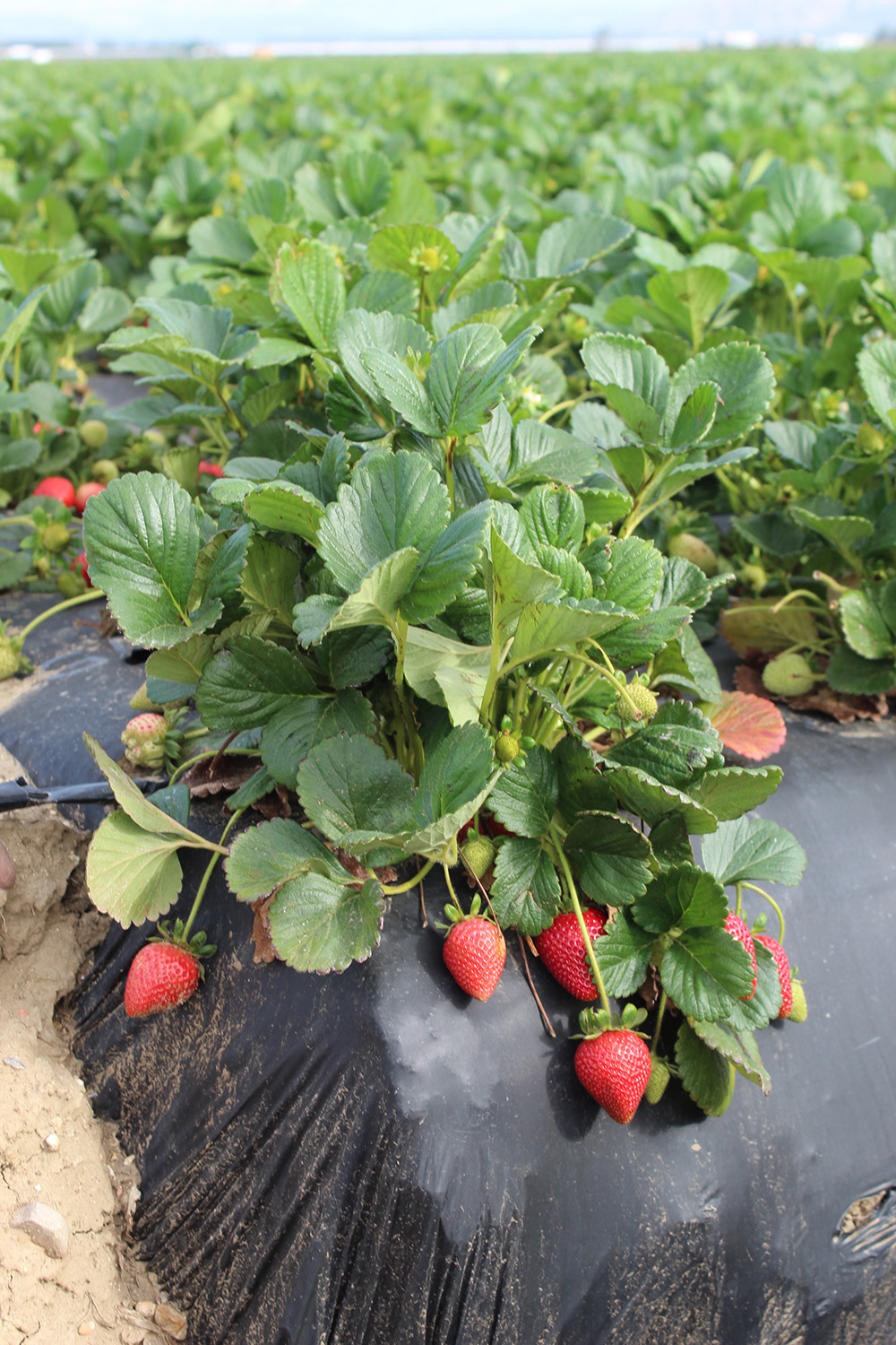 Warm winter temperatures accelerated the state’s strawberry production during the first quarter, with record-breaking volumes hitting the market this spring as California enters its peak season. 