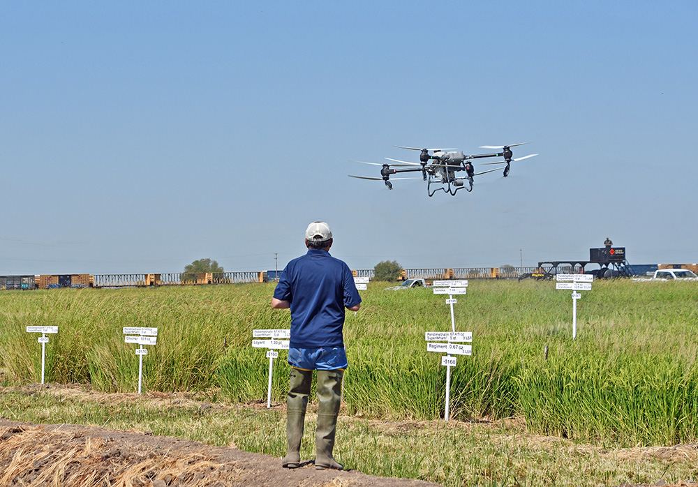 University of California weed scientist Kassim Al-Khatib watches a drone demonstration conducted during the annual Rice Experiment Station field day last summer near Biggs in Butte County.