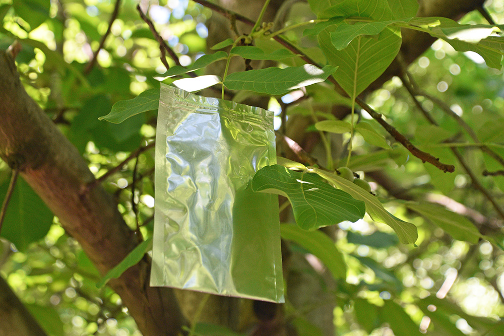 Walnuts are very susceptible to water stress. Minimizing it can lead to higher quality nuts and a higher yield potential. High water stress also can begin to stunt the trees.