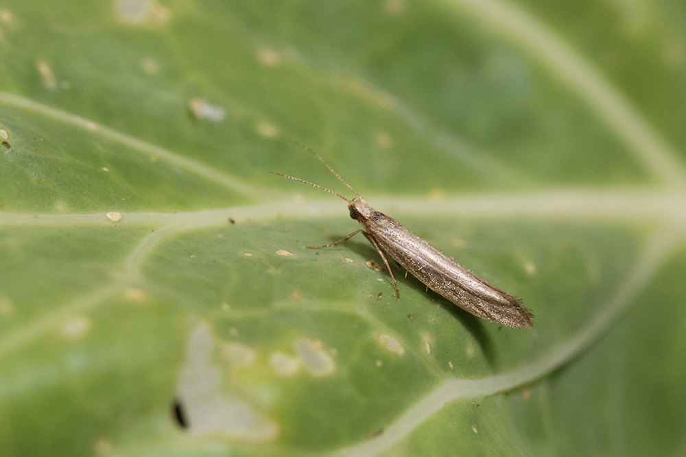 An adult diamondback moth lays eggs on the leaves of brassica crops. When the eggs hatch, the resulting caterpillars do damage by feeding on the plants.
