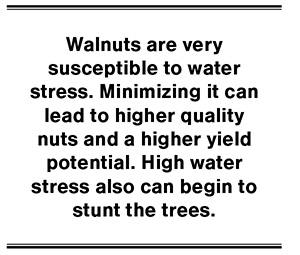 Walnuts are very susceptible to water stress. Minimizing it can lead to higher quality nuts and a higher yield potential. High water stress also can begin to stunt the trees.