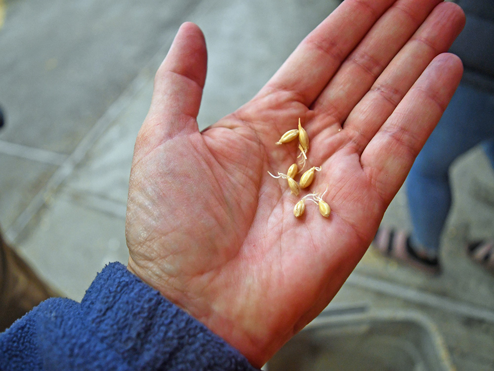 The malting process begins by steeping barley in warm water to trigger germination.