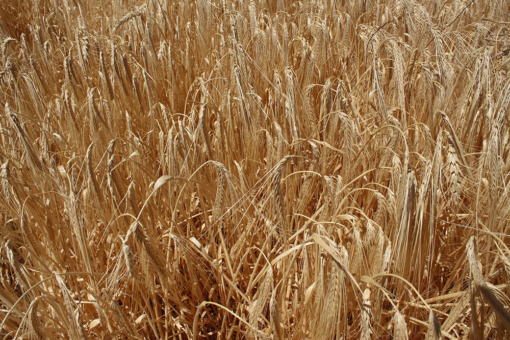 The two-row barley varieties preferred for malting and brewing typically contain lower protein levels than six-row barley varieties grown for livestock feed and grain.