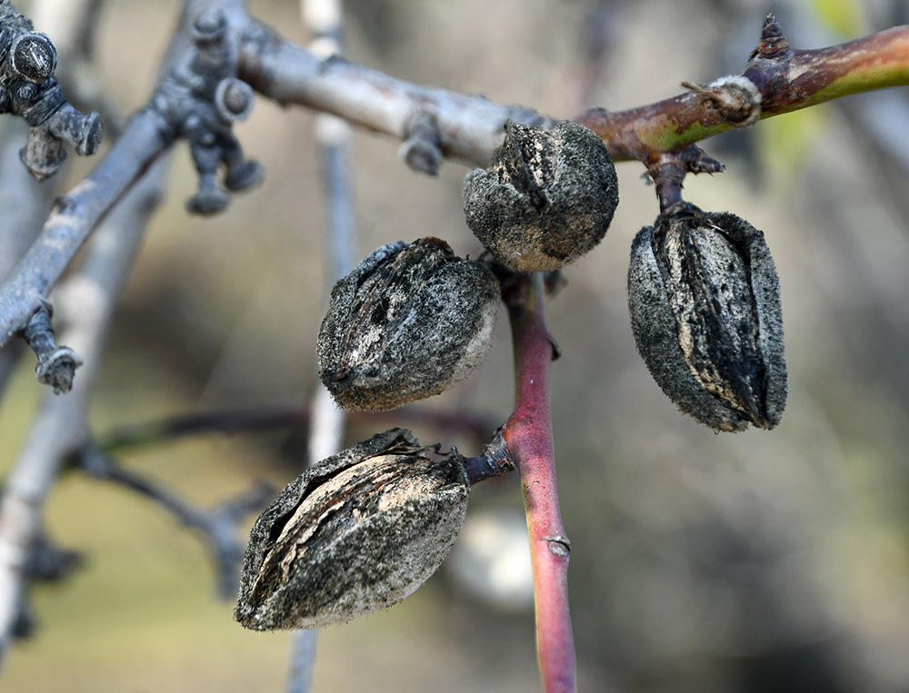 Dried-up, leftover “mummy” nuts that remain on the tree or on the ground after harvest serve as the primary overwintering habitat for the navel orangeworm, California’s most damaging tree nut pest.