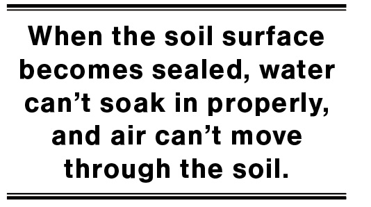When the soil surface becomes sealed, water can't soak in properly, and air can't move through the soil.