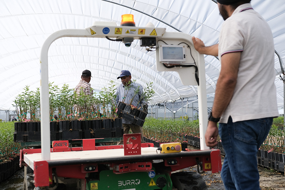 Gurmail Singh, from right, an assistant manager at Sierra Gold Nurseries, operates an autonomous shuttle while employees Bahadur Singh and Lakhvir Singh load plants this month in Yuba City.
