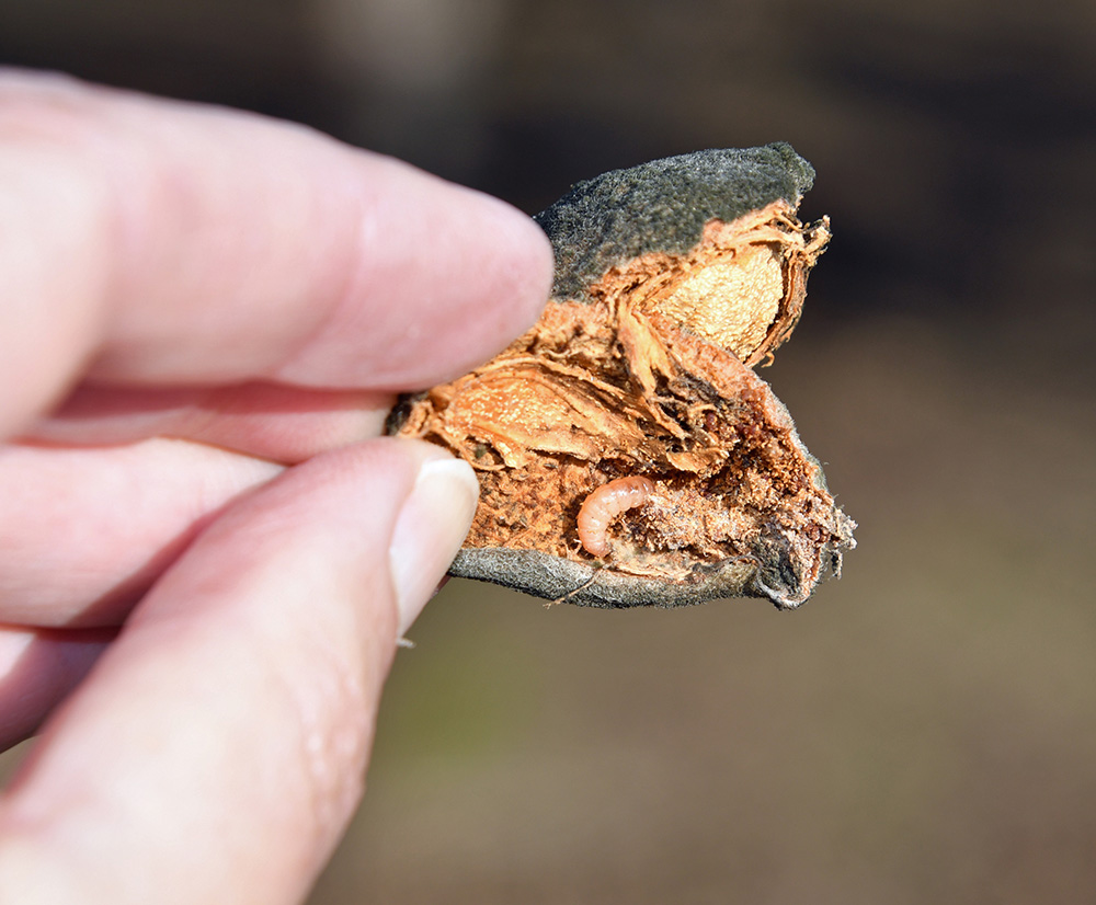 Navel orangeworm