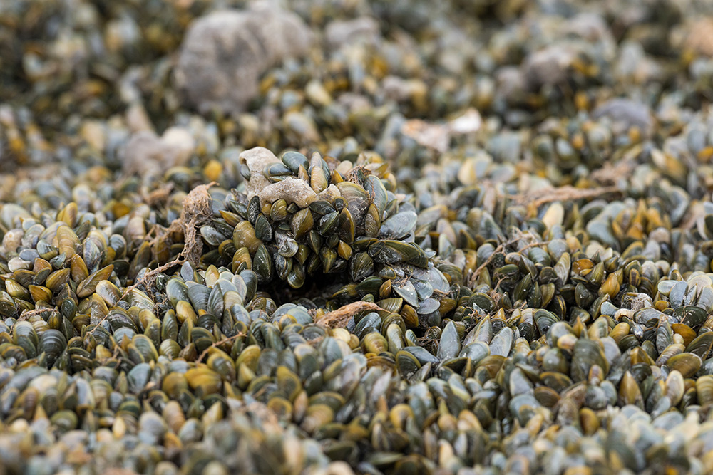 Golden mussels, inset, an invasive freshwater mollusk, have begun clogging siphons and pumps in the delta. 