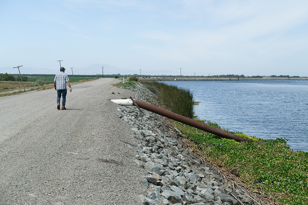 Golden mussels have formed colonies inside steel pipes that siphon water from the delta to farms.