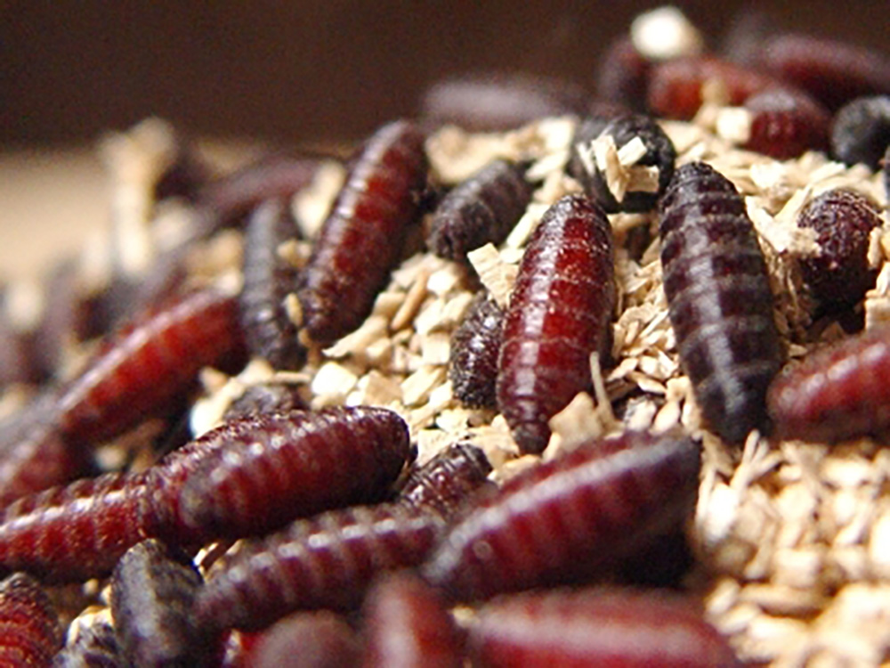 After about seven days of feeding on an infested animal’s wound, New World screwworm larvae drop to the ground, burrow into the soil and pupate.