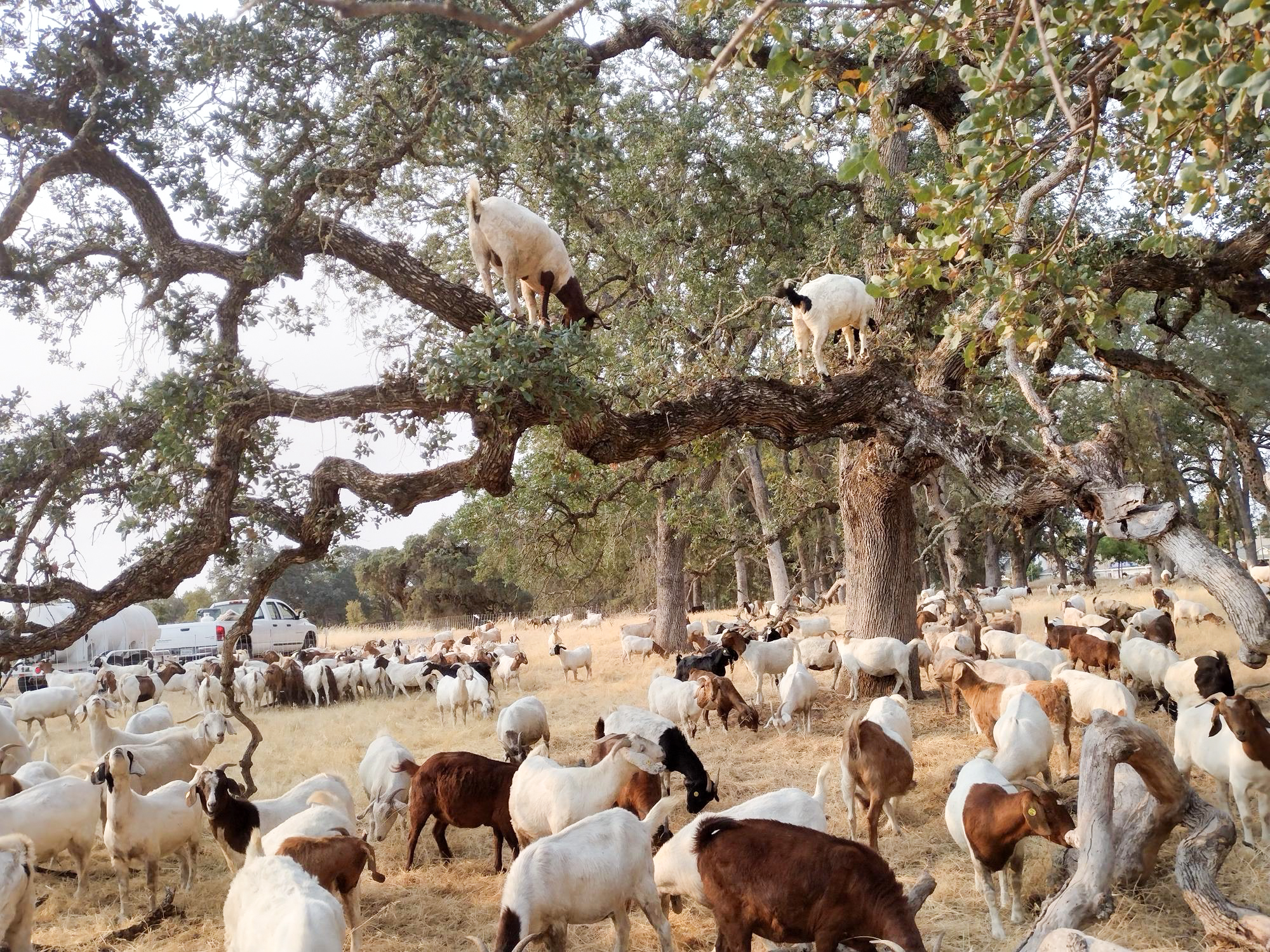 Ranchers said goats are critical for targeted grazing because they consume ladder fuels such as shrubs and low-hanging branches that enable ground fires to leap into tree canopies and become dangerous wildfires. Photo courtesy of Ecosystem Concepts Inc.