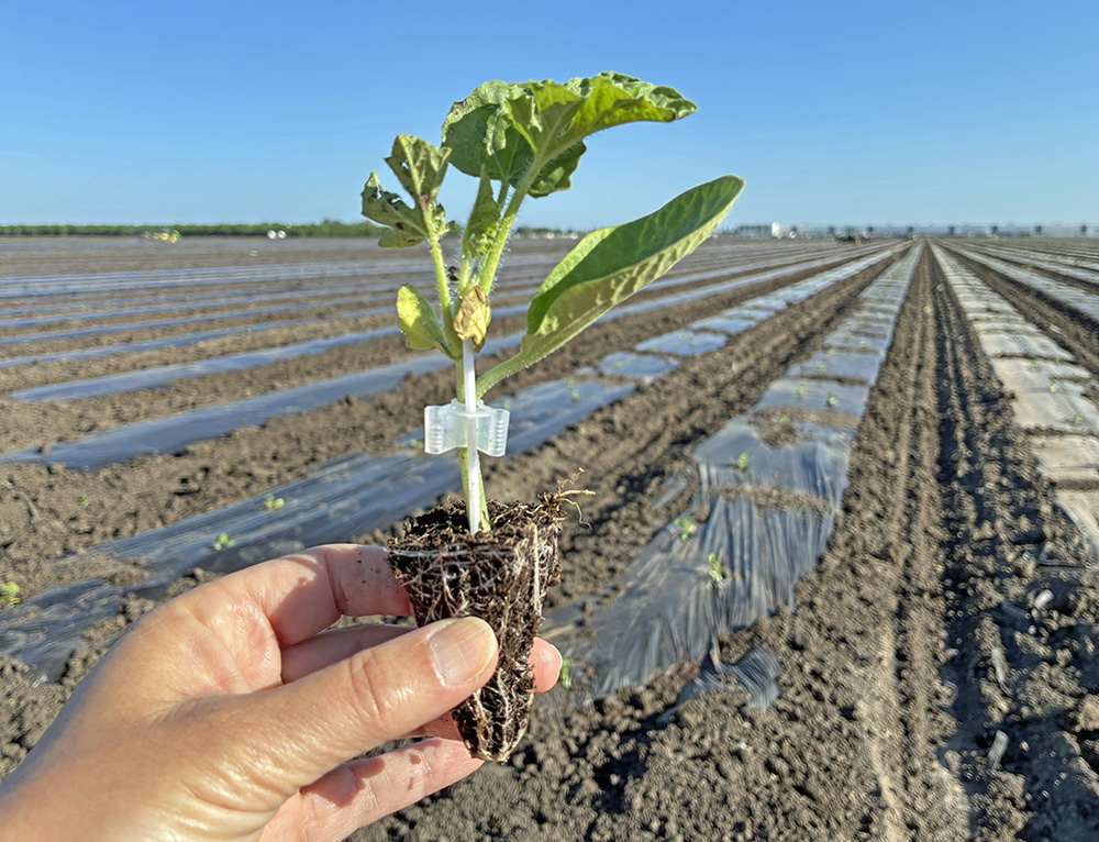 Hybrid melons are interspersed with a grafted pollenizer variety to provide a pollen source. 