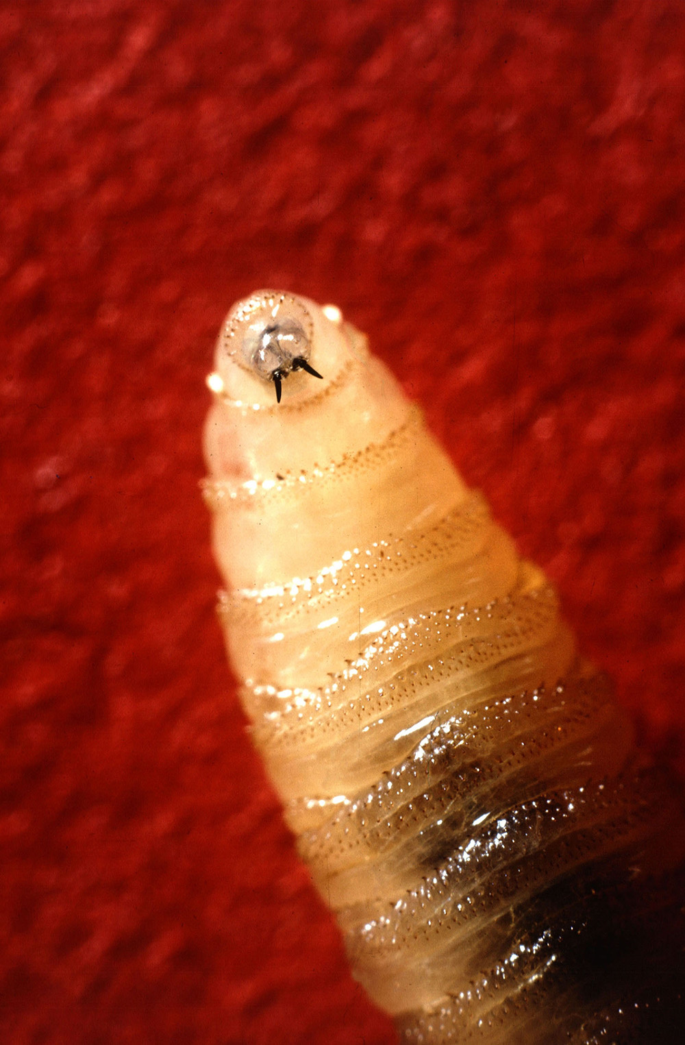 Screwworm larvae, or maggots, use sharp mouth hooks to tear into the host’s flesh and feed on only living tissue.