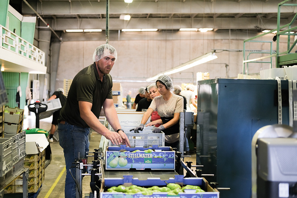 Ryan Elliot, operational manager at Stillwater Orchards in Courtland, helps get a fruit packing line on track last week. 