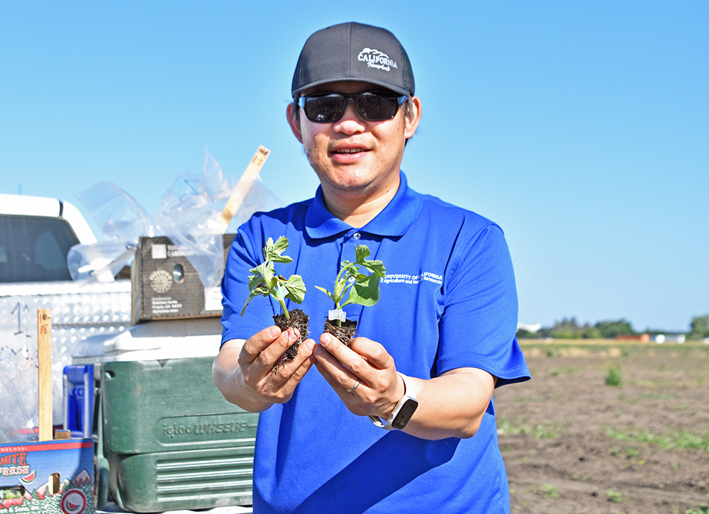 University of California vegetable farm adviser Zheng Wang holds a grafted watermelon transplant in his right hand and a grafted pollenizer, which has a white clip on its stem, in his left hand.