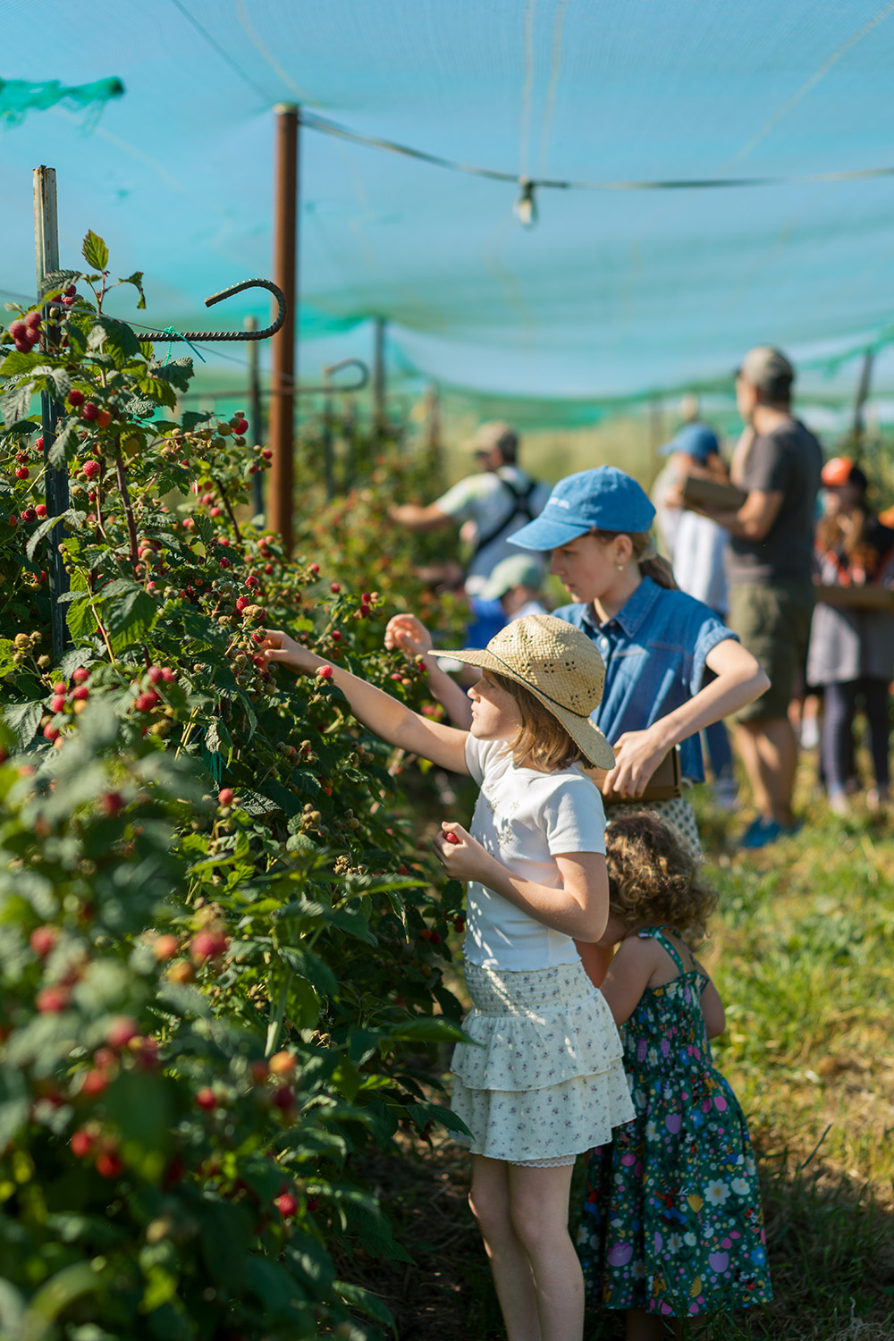 Rows of raspberry plants at Boring Farm are roomier than in commercial operations to allow U-pickers easier access.