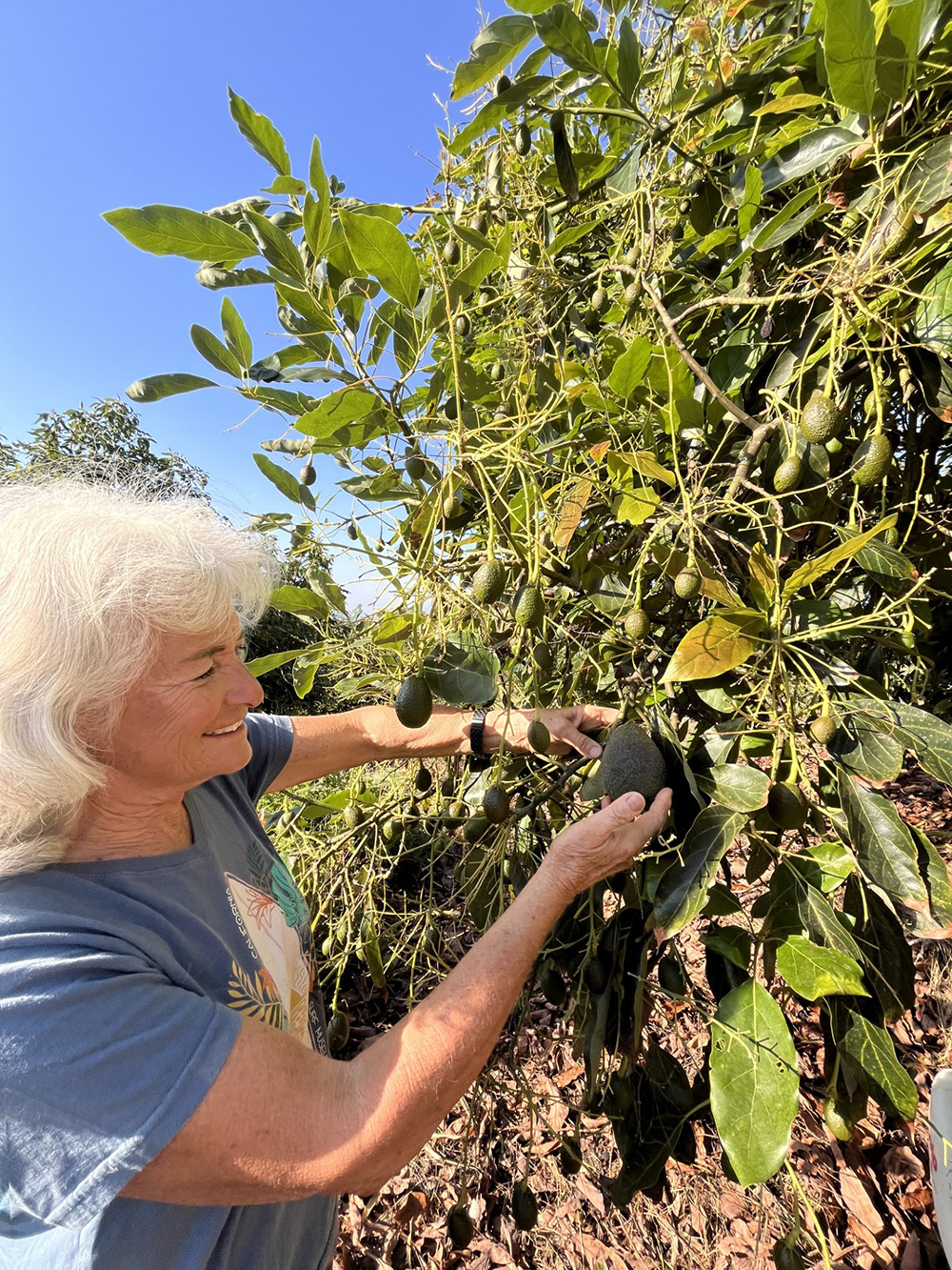 Larry Balma farms avocados in San Diego County with his wife, Louise.