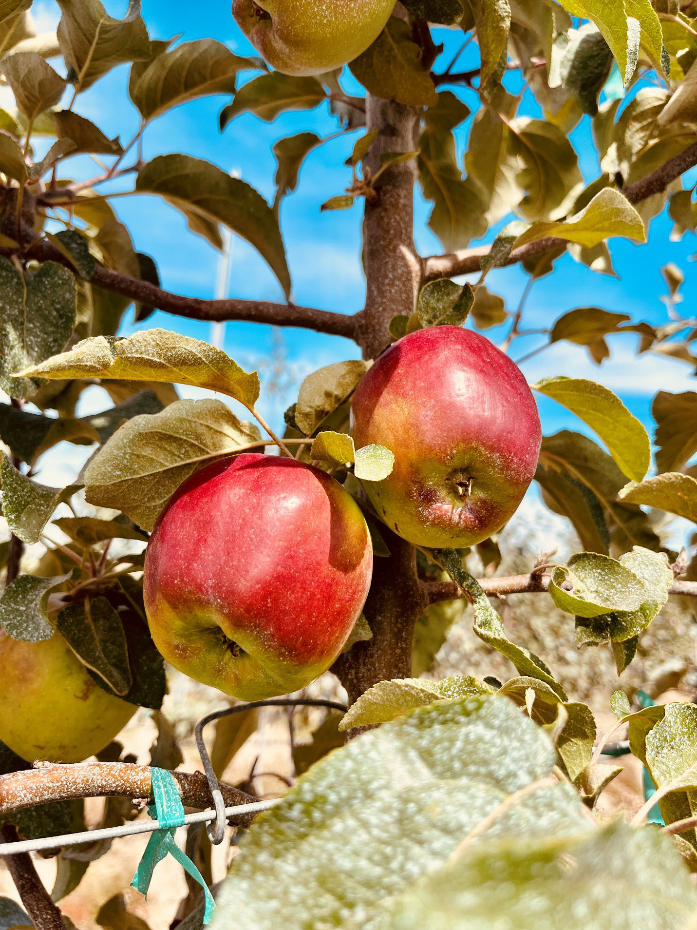 apples on tree