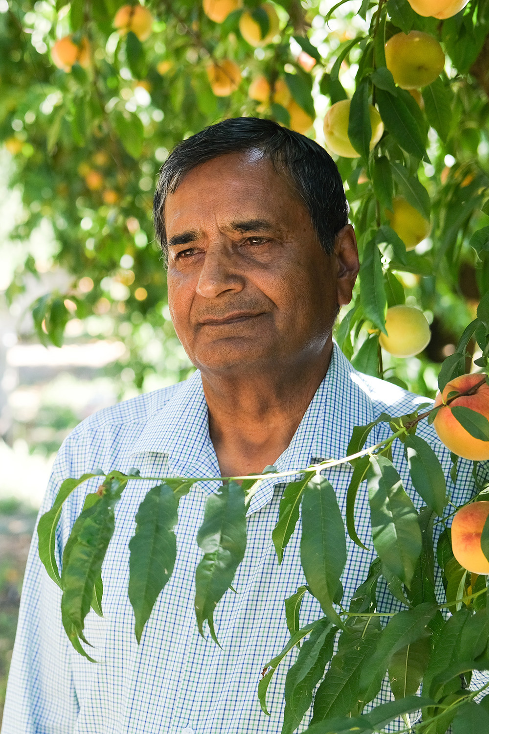 Third-generation peach grower Kulwant Johl is pictured last week during harvest in Marysville.