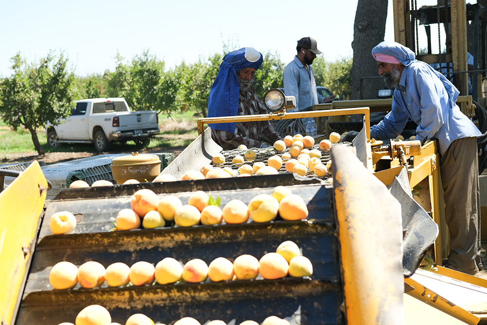 Part of a mechanical peach harvester is used at a Marysville orchard to filter out fruit that is too small. A spring heat wave caused more fruit than usual to ripen before meeting size requirements.