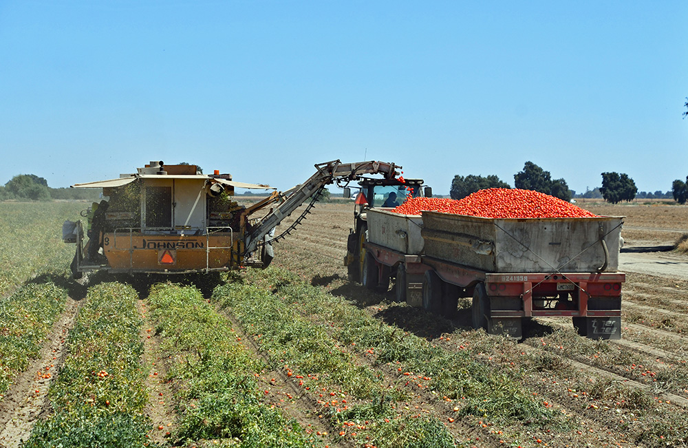 Field trials have found that processing tomato varieties with fusarium stem rot and decline tolerance and the extended field-holding trait produced the highest yields under high disease pressure.