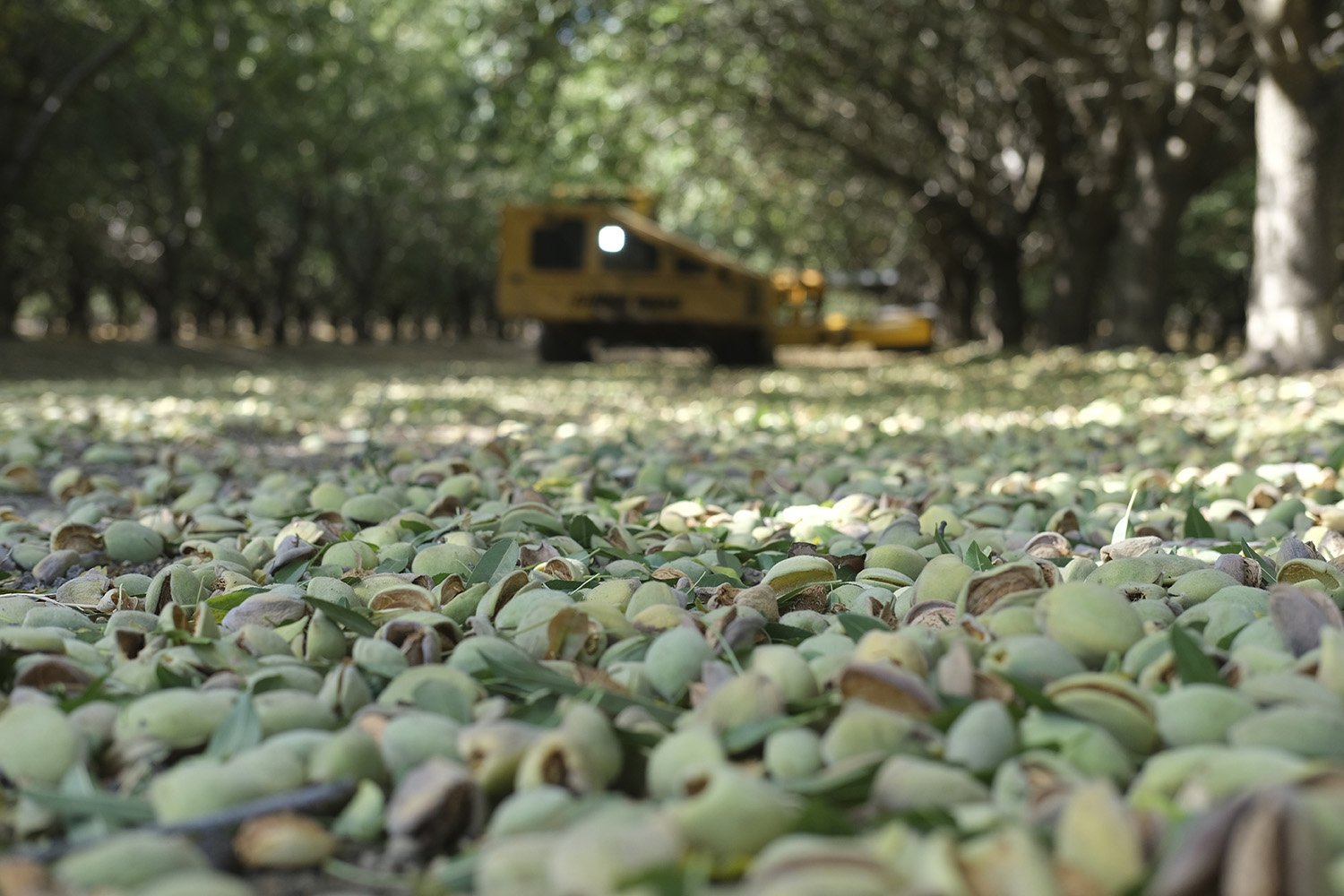Freshly shaken almonds blanket the floor of an orchard between Davis and Winters in Yolo County.