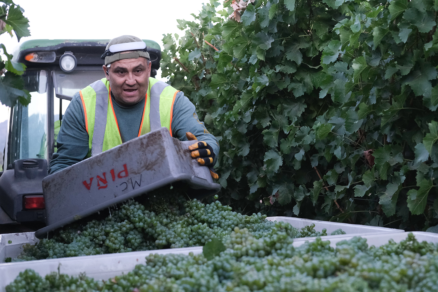 Fabian Lovera harvests winegrapes